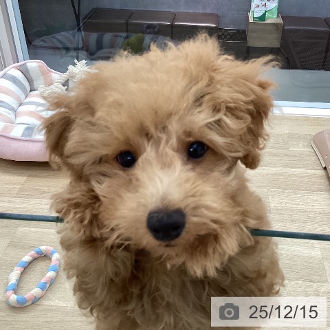 愛媛県のトイプードル(トイ) (ペットプラス 新居浜店/2025年9月6日生まれ/女の子/アプリコット)の子犬の3枚目の画像