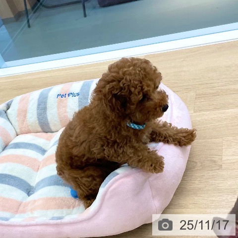 岡山県のトイプードル(トイ) (ペッツワン 岡山南店/2025年9月4日生まれ/男の子/レッドフォーン)の子犬の4枚目の画像