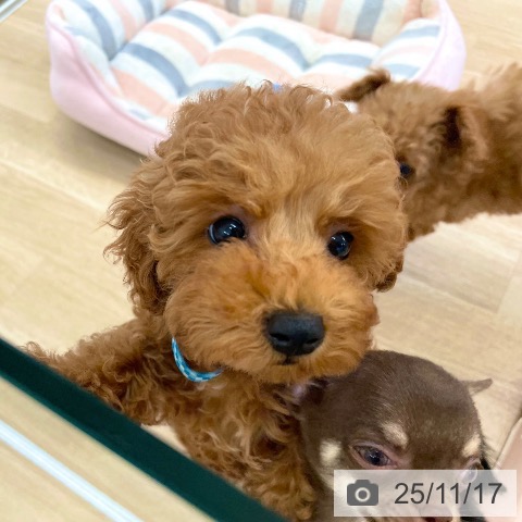 岡山県のトイプードル(トイ) (ペッツワン 岡山南店/2025年9月4日生まれ/男の子/レッドフォーン)の子犬の3枚目の画像