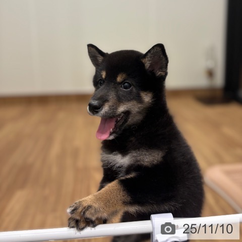 茨城県の柴犬(標準サイズ) (ペッツワン 阿見店/2025年8月31日生まれ/女の子/黒)の子犬の4枚目の画像