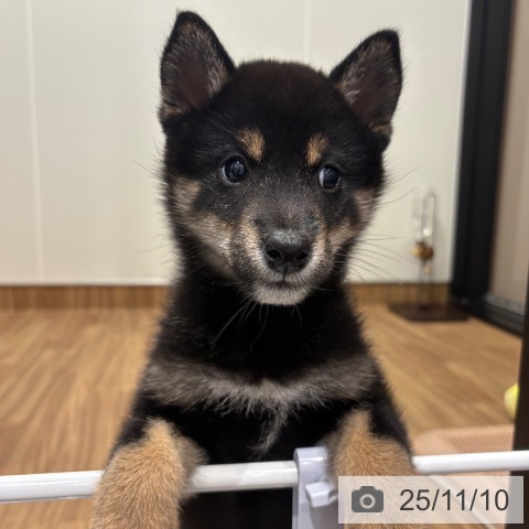 茨城県の柴犬(標準サイズ) (ペッツワン 阿見店/2025年8月31日生まれ/女の子/黒)の子犬の3枚目の画像