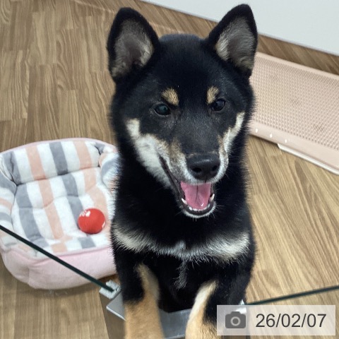 茨城県の柴犬(標準サイズ) (ペッツワン 阿見店/2025年8月31日生まれ/女の子/黒)の子犬の3枚目の画像