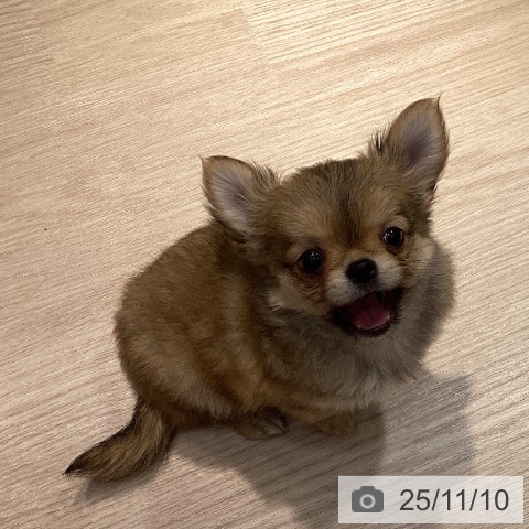 徳島県のチワワ(ロング) (ペットプラス 徳島店/2025年8月27日生まれ/男の子/フォーン)の子犬の4枚目の画像