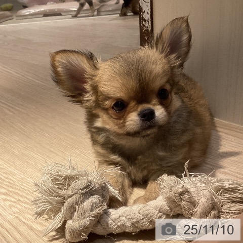 徳島県のチワワ(ロング) (ペットプラス 徳島店/2025年8月27日生まれ/男の子/フォーン)の子犬の3枚目の画像