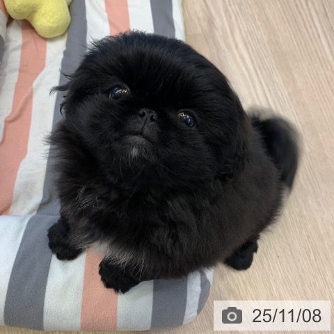 ペキニーズの写真