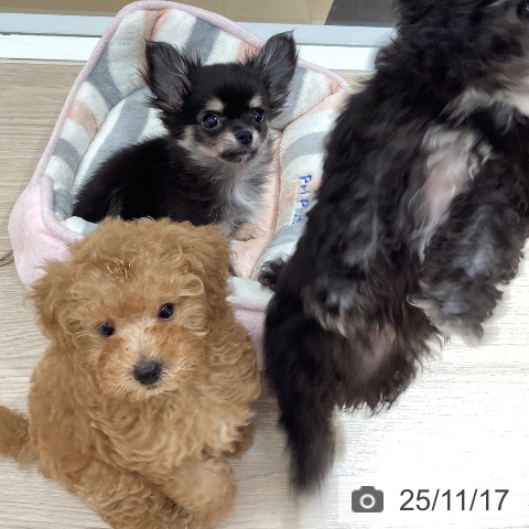 岡山県のトイプードル(トイ) (ペッツワン 岡山南店/2025年9月3日生まれ/男の子/アプリコット)の子犬の4枚目の画像