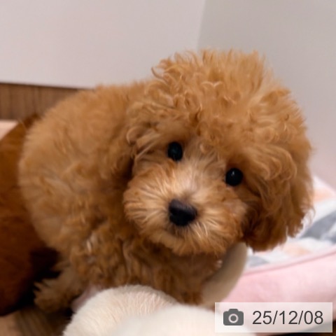 岡山県のトイプードル(トイ) (ペッツワン 岡山南店/2025年9月3日生まれ/男の子/アプリコット)の子犬の3枚目の画像