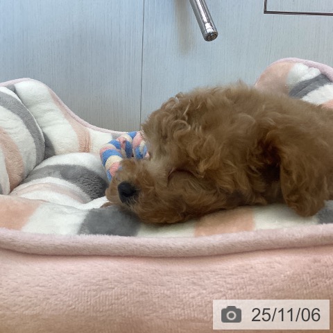 トイ・プードルの写真