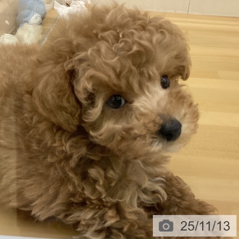 トイ・プードルの写真