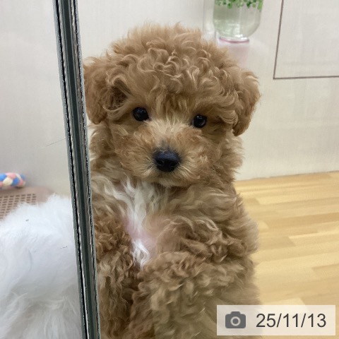 トイ・プードルの写真