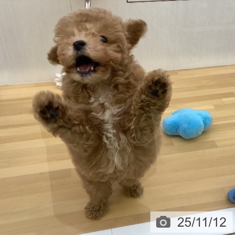 トイ・プードルの写真