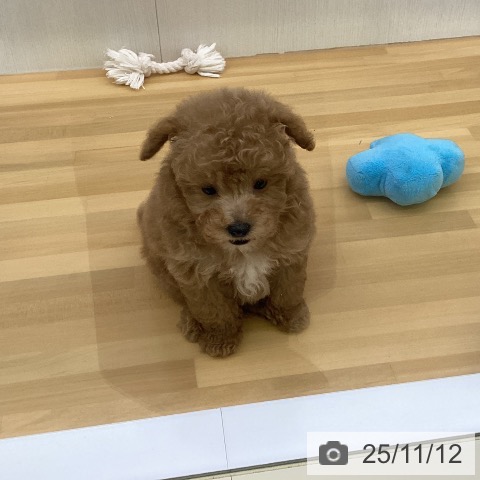 トイ・プードルの写真