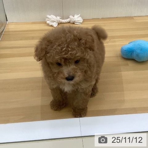 トイ・プードルの写真