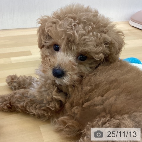 トイ・プードルの写真