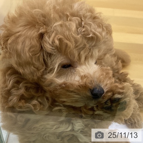 トイ・プードルの写真