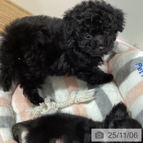 トイ・プードルの写真