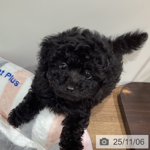 トイ・プードルの写真