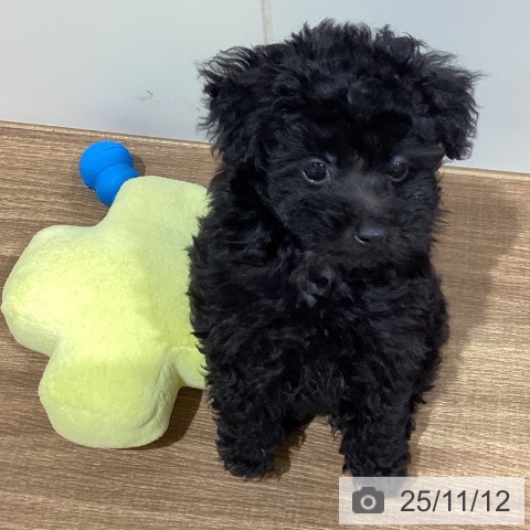 愛媛県のトイプードル(トイ) (ペットプラス 新居浜店/2025年9月3日生まれ/男の子/ブラック)の子犬の4枚目の画像