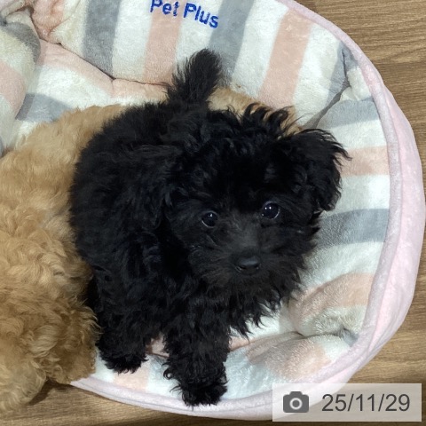 愛媛県のトイプードル(トイ) (ペットプラス 新居浜店/2025年9月3日生まれ/男の子/ブラック)の子犬の3枚目の画像