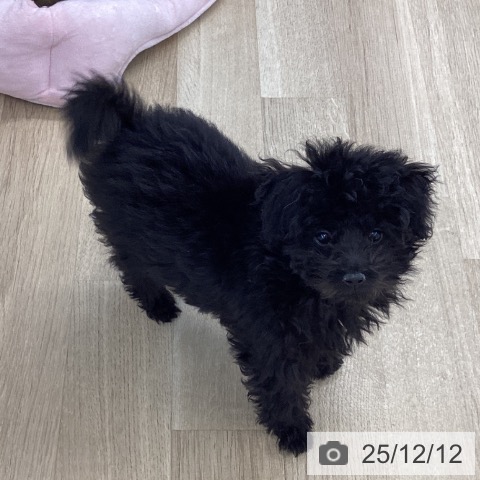 愛媛県のトイプードル(トイ) (ペットプラス 新居浜店/2025年9月3日生まれ/男の子/ブラック)の子犬の3枚目の画像