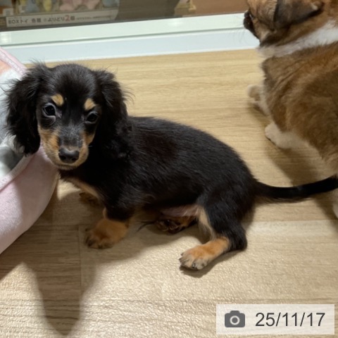 ミニチュア・ダックスフンドの写真