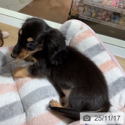 ミニチュア・ダックスフンドの写真