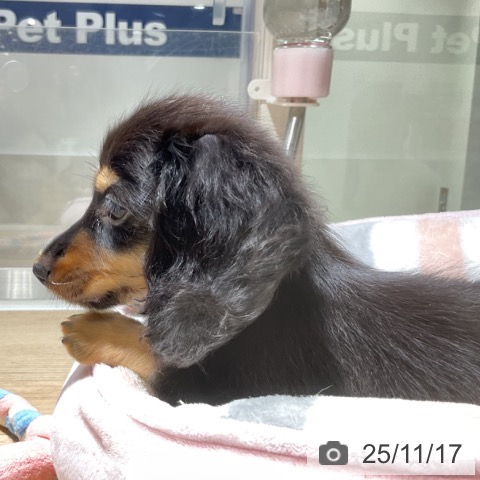 ミニチュア・ダックスフンドの写真