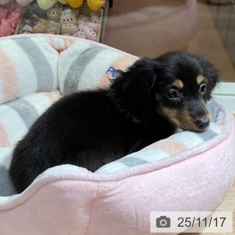 ミニチュア・ダックスフンドの写真