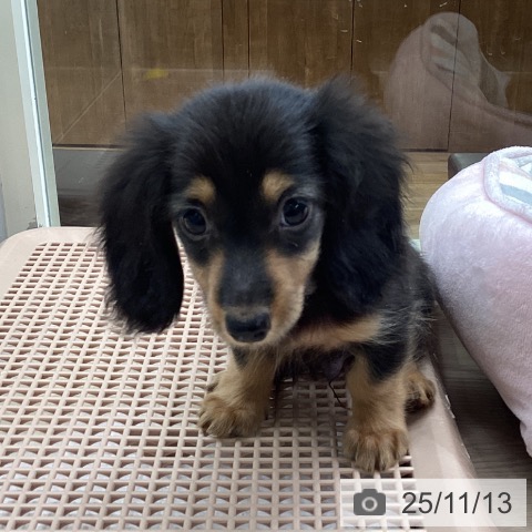 ミニチュア・ダックスフンドの写真