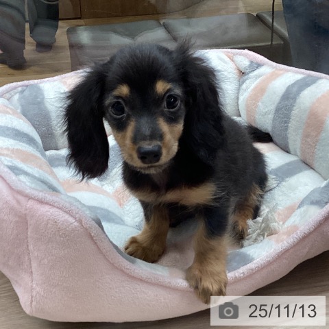 ミニチュア・ダックスフンドの写真