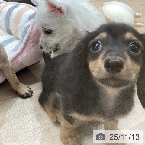 ミニチュア・ダックスフンドの写真