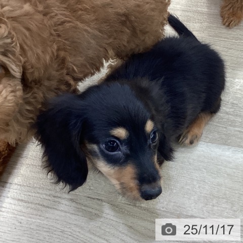 神奈川県のミニチュアダックスフンド(ロング) (ペットプラス 海老名店/2025年9月4日生まれ/男の子/ブラックタン)の子犬の3枚目の画像