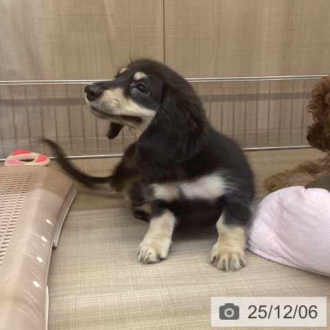 神奈川県のミニチュアダックスフンド(ロング) (ペッツワン 横須賀久里浜店/2025年9月4日生まれ/男の子/ブラックイエロー)の子犬の4枚目の画像