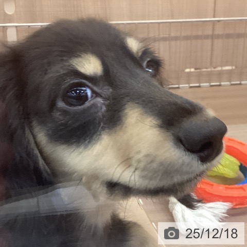 神奈川県のミニチュアダックスフンド(ロング) (ペッツワン 横須賀久里浜店/2025年9月4日生まれ/男の子/ブラックイエロー)の子犬の4枚目の画像