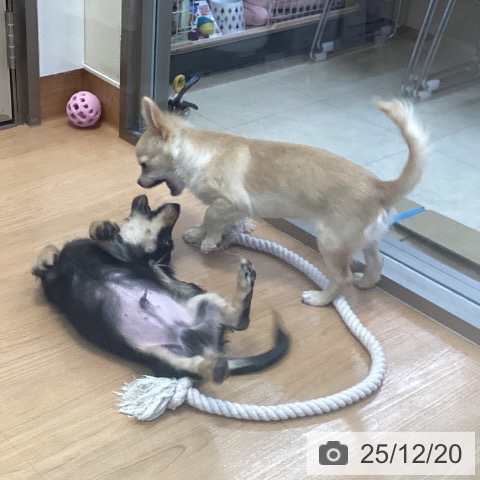 神奈川県のミニチュアダックスフンド(ロング) (ペッツワン 横須賀久里浜店/2025年9月4日生まれ/男の子/ブラックイエロー)の子犬の4枚目の画像