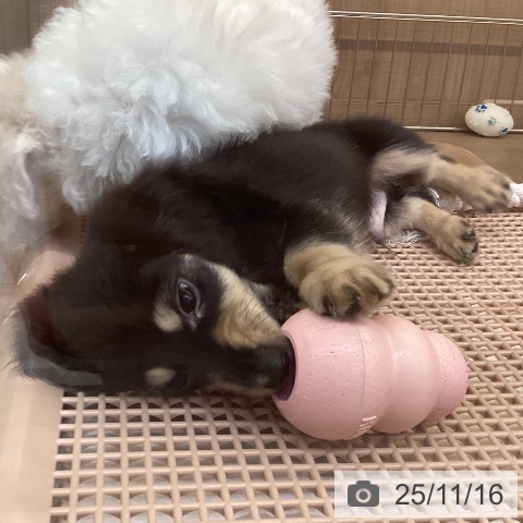 神奈川県のミニチュアダックスフンド(ロング) (ペッツワン 横須賀久里浜店/2025年9月4日生まれ/男の子/ブラックイエロー)の子犬の3枚目の画像