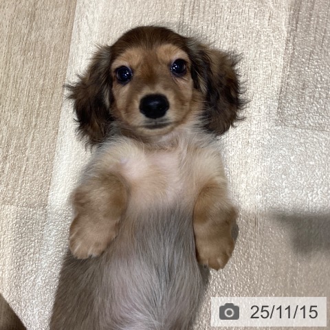 千葉県のミニチュアダックスフンド(ロング) (ペットプラス 船橋店/2025年9月6日生まれ/男の子/シェーデットイエロー)の子犬の4枚目の画像