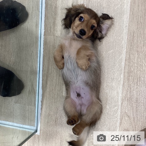 千葉県のミニチュアダックスフンド(ロング) (ペットプラス 船橋店/2025年9月6日生まれ/男の子/シェーデットイエロー)の子犬の3枚目の画像