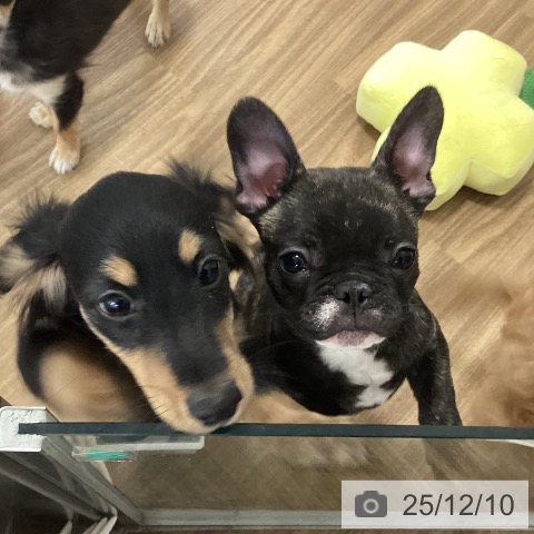 茨城県のフレンチブルドッグ (ペッツワン 阿見店/2025年9月9日生まれ/男の子/ブリンドル)の子犬の3枚目の画像