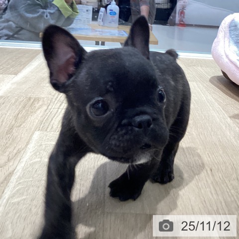 フレンチ・ブルドッグの写真