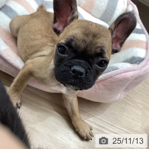 フレンチ・ブルドッグの写真