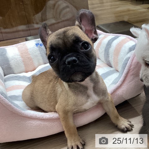 フレンチ・ブルドッグの写真