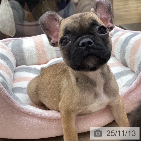 フレンチ・ブルドッグの写真