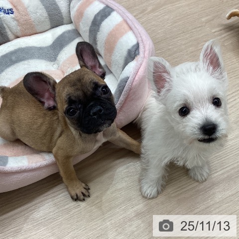 フレンチ・ブルドッグの写真