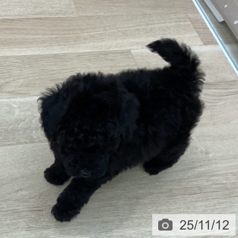 トイ・プードルの写真