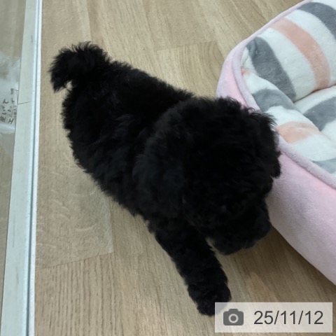 トイ・プードルの写真