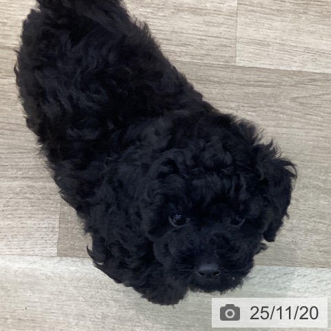 愛知県のトイプードル(トイ) (ペットプラス みなと店/2025年9月10日生まれ/男の子/ブラック)の子犬の4枚目の画像