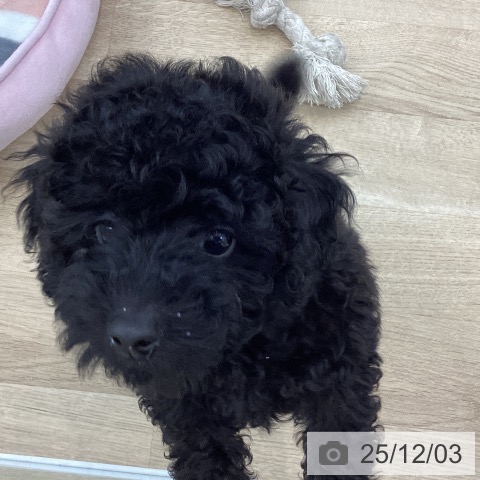 愛知県のトイプードル(トイ) (ペットプラス みなと店/2025年9月10日生まれ/男の子/ブラック)の子犬の3枚目の画像
