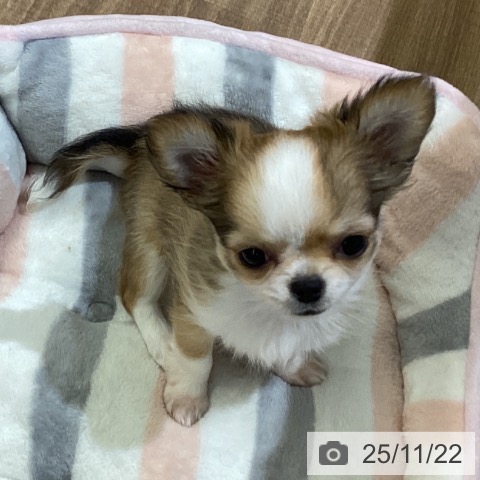 鳥取県のチワワ(ロング) (ペッツワン 日吉津店/2025年9月10日生まれ/女の子/フォーンホワイト)の子犬の4枚目の画像