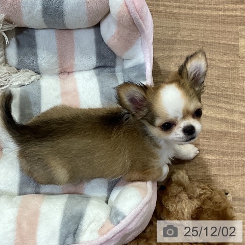 鳥取県のチワワ(ロング) (ペッツワン 日吉津店/2025年9月10日生まれ/女の子/フォーンホワイト)の子犬の3枚目の画像